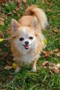 Long haired Chihuahua dog outdoor portrait Royalty Free Stock Photo