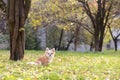 Long haired Chihuahua dog outdoor portrait Royalty Free Stock Photo