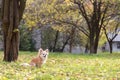 Long haired Chihuahua dog outdoor portrait Royalty Free Stock Photo