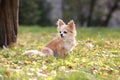 Long haired Chihuahua dog outdoor portrait Royalty Free Stock Photo