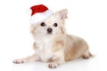 Long-haired Chihuahua Puppy In Christmas Cap