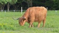 Long-haired cow that eats the grass of the meadow Royalty Free Stock Photo