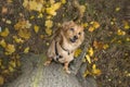 Long-haired dachshund chasing a squirrel up a tree Royalty Free Stock Photo