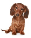 Long haired Dachshund dog