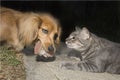 Long-haired dachshund eating a bone with a cat watching him