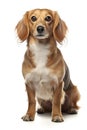 Long-haired dachshund in front of a white background Royalty Free Stock Photo