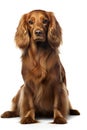 Long-haired dachshund in front of a white background Royalty Free Stock Photo