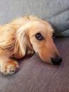 Long-haired Dachshund knows he's a QT