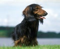 Long-Haired Dachsund, Adult standing on Grass Royalty Free Stock Photo