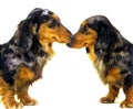 Long-Haired Dachsund, Adults against White Background Royalty Free Stock Photo