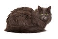 Long haired dark gray cat laying looking at camera Royalty Free Stock Photo