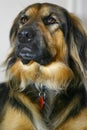 Long haired dog Royalty Free Stock Photo