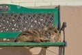 Long haired domestic cat laying on a bencht