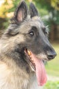 Long-haired fawn Tervuren Belgian Shepherd dog with tongue out