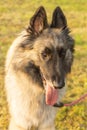 Long-haired fawn Tervuren Belgian Shepherd dog