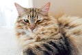 Long haired fluffy tabby cat