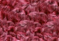 The long-haired fur of the wild animal is colored purple.Texture or background Royalty Free Stock Photo