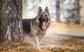 Long haired german shepherd