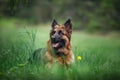 Long haired german shepherd dog on grass in forest with tongue out Royalty Free Stock Photo