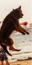 Longhaired German Shepherd dog jumping at beach Royalty Free Stock Photo