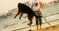 Longhaired German Shepherd dog jumping at beach Royalty Free Stock Photo