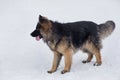 Long haired german shepherd dog puppy is standing on a white snow in the winter park. Pet animals Royalty Free Stock Photo