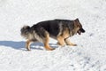 Long haired german shepherd dog puppy is walking on a white snow in the winter park. Pet animals Royalty Free Stock Photo