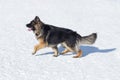 Long haired german shepherd dog puppy is walking on a white snow in the winter park. Pet animals Royalty Free Stock Photo