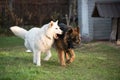 Long-haired German shepherd dogs playing with White Swiss Shepherd dog on the green grass