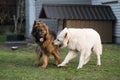 Long-haired German shepherd dogs playing with White Swiss Shepherd dog on the green grass