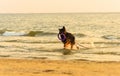 Longhaired German Shepherd playful dog at sea beach Royalty Free Stock Photo
