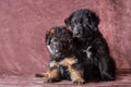 Long-haired German shepherd puppy studio portrait