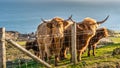 Long haired, ginger coloured Scottish Highland cattle Royalty Free Stock Photo