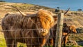 Long haired, ginger coloured Scottish Highland cattle Royalty Free Stock Photo