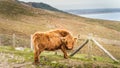 Long haired, ginger coloured Scottish Highland cattle Royalty Free Stock Photo