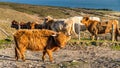 Long haired, ginger coloured Scottish Highland cattle Royalty Free Stock Photo