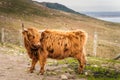 Long haired, ginger coloured Scottish Highland cattle Royalty Free Stock Photo