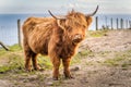 Long haired, ginger coloured Scottish Highland cattle Royalty Free Stock Photo