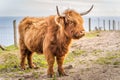 Long haired, ginger coloured Scottish Highland cattle Royalty Free Stock Photo