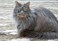 Long Haired Gray Cat