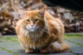 Long haired Maine coon ginger cat