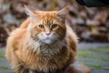 Long haired Maine coon ginger cat