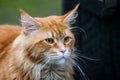 Long haired Maine coon ginger cat