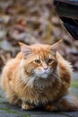 Long haired Maine coon ginger cat