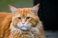 Long haired Maine coon ginger cat