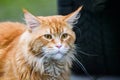 Long haired Maine coon ginger cat