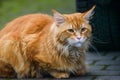 Long haired Maine coon ginger cat