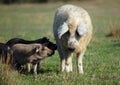Long-haired Mangalitsa  pig with pigs Royalty Free Stock Photo