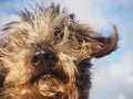 Cute dog portrait with hair flying in the wind Royalty Free Stock Photo