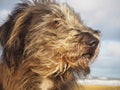 Cute dog portrait with hair flying in the wind Royalty Free Stock Photo